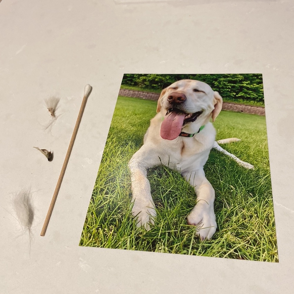 Dog Cloning Kit - Picture 3 of 11